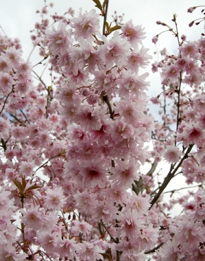 Wiśnia wczesna (Prunus incisa) Oshidori